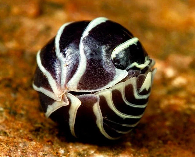 Zebra Isopods (Armadillidium Maculatum) 15+2 Clean-Up-Crew/Feeders