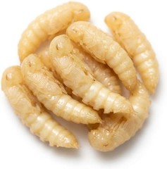 TC INSECTS Mealworm Pupae Live Feeders for Reptiles Birds & Amphibians