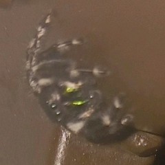 Jumping Spider Black & White with Iridescent Green Chelicerae Markings