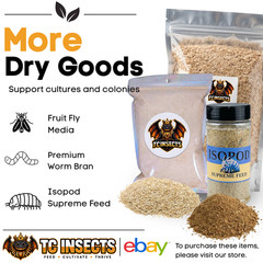 TC INSECTS 32oz Flightless Fruit Fly Culture Live Feeder Insects