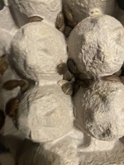 100 small/ Medium dubia roaches