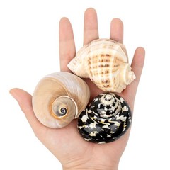 2.33.1 Inch Boutique Medium Large Natural Hermit Crab Turbo Shells Opening