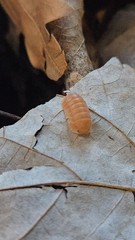 14+1 Cubaris Sun Bear Isopods