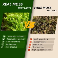 Live Moss Duo Pack 2 Types of Real Live Sheet/Sphagnum Moss Terrariums Terrarium