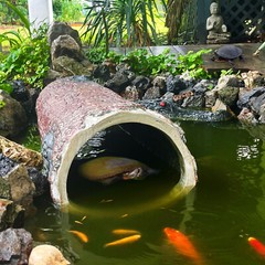 Hollow Log Hideaway Extra Large Realistic Stump Hideout for Reptiles & Ponds