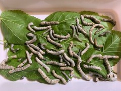 100 Silkworm eggs, with silkworm feeding guide