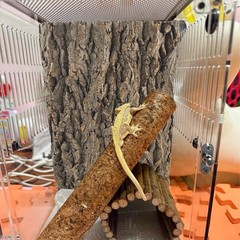 2PCS Reptile Cork Bark Background,15.74 x 11.81 Inch Natural Cork Wood Terrar…