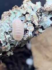 20+ Cubaris Murina Whiteout Isopods Live Clean-Up Crew for Bioactive Terrarium