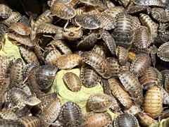 Large dubia roaches