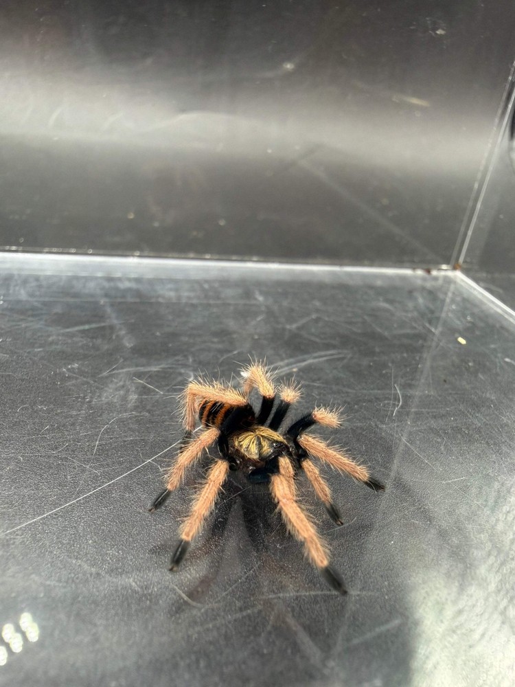Green Bottle Blue Tarantula (Chromatopelma cyaneopubescens) – 0.75 in
