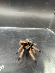 Green Bottle Blue Tarantula (Chromatopelma cyaneopubescens) – 0.75 in