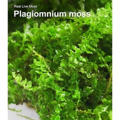 Live Moss Terrariums & Reptiles Humidity Support Natural Growth 2 Pieces New