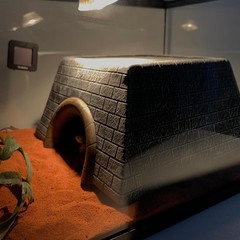 Large Bearded Dragon Basking Platform Oversize Reptile Hide Cave Natural Rock US