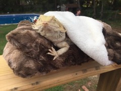 MINKY MARB FAUX FUR LRG ATTACHABLE RESTING BED SET CUDDLE COVER 4 BEARDED DRAGON