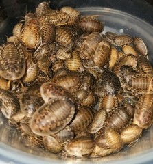 Dubia Roaches 50 Small — Free shipping!