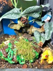 Arboreal Attitudes Weighted Ground Hides For Terrariums And Cages For Reptiles