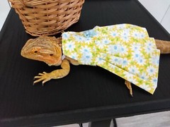 Bearded dragon Yellow Floral Dress MADE IN USA, L, M, S