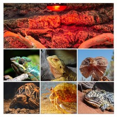 Reptile Heat Lamp Blub, 2Pack 100W Day & Night Reptile Heat Lamp, UVA Dayligh…