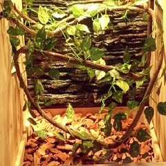 6PCS Jungle Climber Hammock Set for Bearded Dragons, Chameleons & Lizards