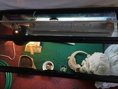 10.0 UVA UVB reptile 2 bulb light 24 inch T8 Dragon lizard iguana turtle 2 FT b