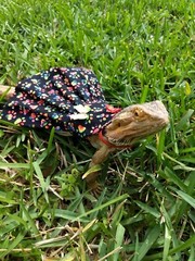 Bearded dragon Dress