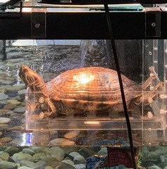 Extra Large Wide Hanging Turtle Ramp – Aquatic Reptile Basking Platform
