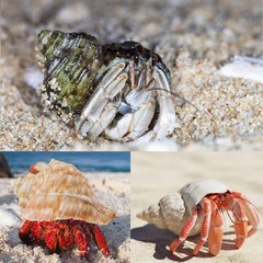 6PCS Medium Large Hermit Crab Shells | Natural Sea Conch Size 2.3″ – 3.5″, Op…