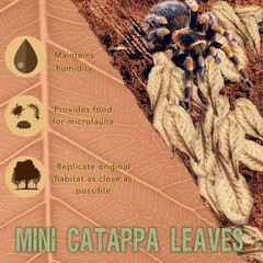 SunGrow 50 Pack Leaf Litter for Spider, Cricket & Isopod, Mini Catappa Brown