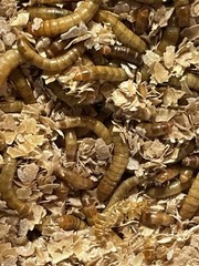 live mealworms 1000