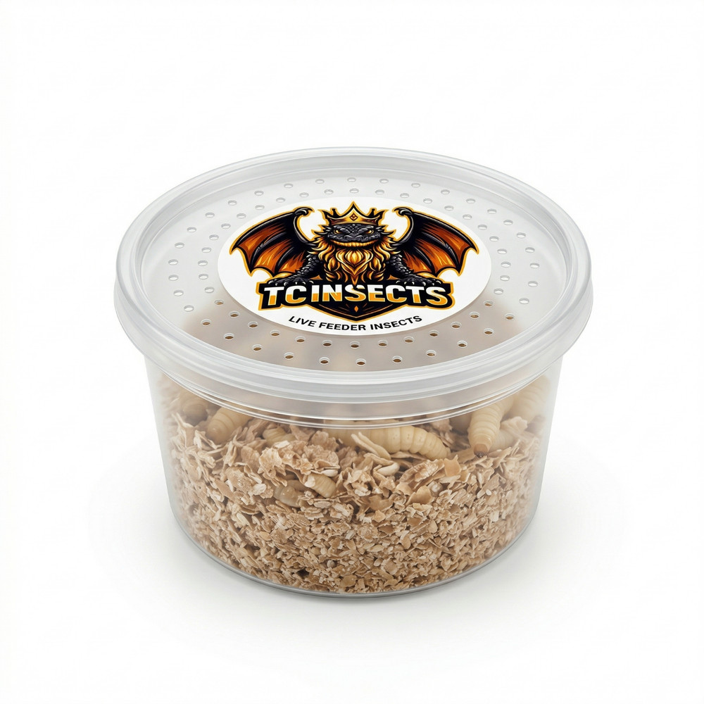 TC INSECTS Live Wax Worms Feeder Insects for Reptiles Amphibians Birds & More