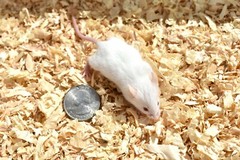 40 Frozen Feeder Mice Hoppers Mice -FREE S&H -MiceDirect! Rodents Reptiles Snake