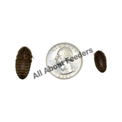 Dubia Roaches (Small, Medium,Large,X-Large)