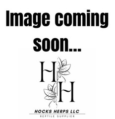 Flightless Fruit Fly Culture Hocks Herps – Melanogaster (Producing)
