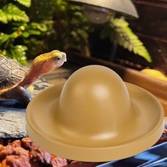 Reptile Feeding Dish Tortoise Food Dish designed for Bearded Dragon Tortoise