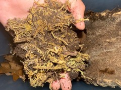 Millepede substrate-1 Gallon