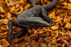 Coco Substrate 72QT Brick Reptile Bedding Ball Python Terrarium Chips