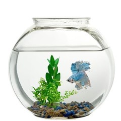 Koller Products 1-Gallon Fish Bowl, Impact-Resistant 1 Gallon, Drum Shape