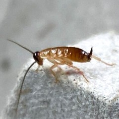 (Nymphs) Red Runner Roaches / Turkestan Blatta Lateralis / Live Feeder Insects
