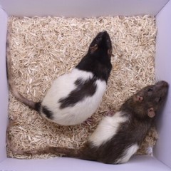5 Frozen Feeder Rats Jumbos -FREE S&H -MiceDirect!! Rodents! Reptiles Snake food