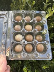 18 Fresh Infertile Button Quail Eggs for Snake Food, Reptiles or Crafts