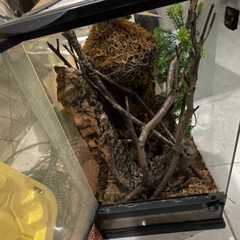 Glass Reptile Terrarium with Branches, Moss, and Bark Natural Decor