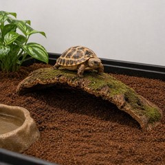 Thrive Hollow Wood Reptile Ramp