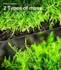 Live Moss Duo Pack 2 Types of Real Live Sheet/Sphagnum Moss Terrariums Terrarium