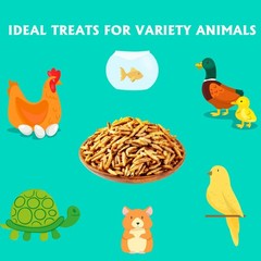 Dried Black Soldier Fly Larvae 10LB BSF Larvae for Chicken Ducks and Wild Bir…
