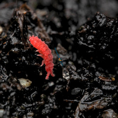 60+ Thai Red Springtail Culture Bioactive Clean Up Crew Feeder LAG