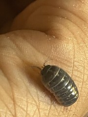 Dairy Cow Babies 25* Count + 20 Adult Vulgare +2 Pk + Free Springtails.