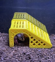 Hermit Crab Climbing Hideout Cave Hermit Crab Tank Toys Decoration Accessories