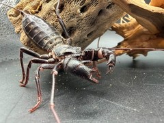 Texas Giant Vinegaroon (Mastigoproctus giganteus) – 2-3 in