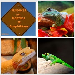 Reptile Heat Lamp 100W Day Night Combo Pack Turtle Lizard Snake Bulb