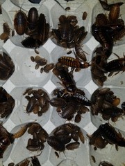 XXL Heated insect breeder box+Dubia Colony 100F/40M+1000 Small & Cleaner Crew